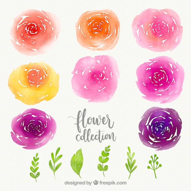 Colorful flowers collection in watercolor\
style