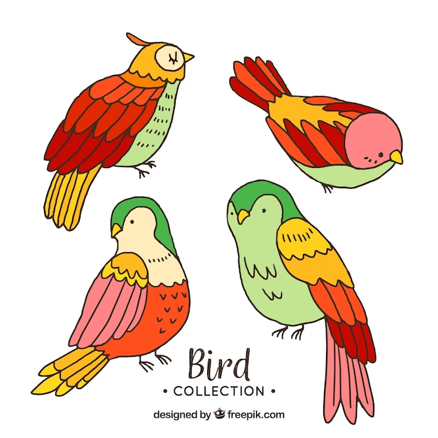 Colorful hand drawn bird collection