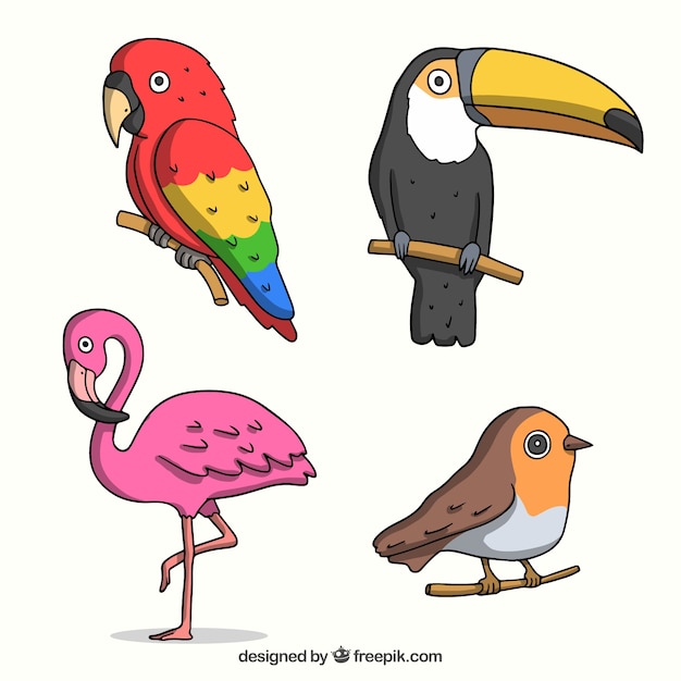Colorful hand drawn bird collection