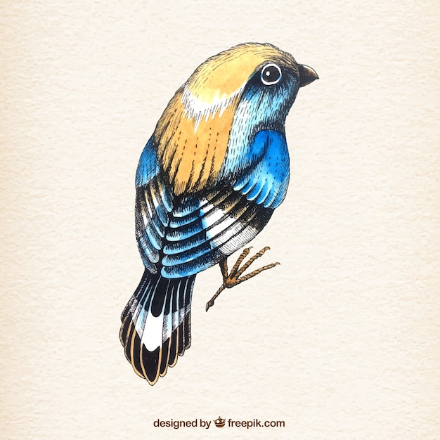 Colorful hand drawn bird