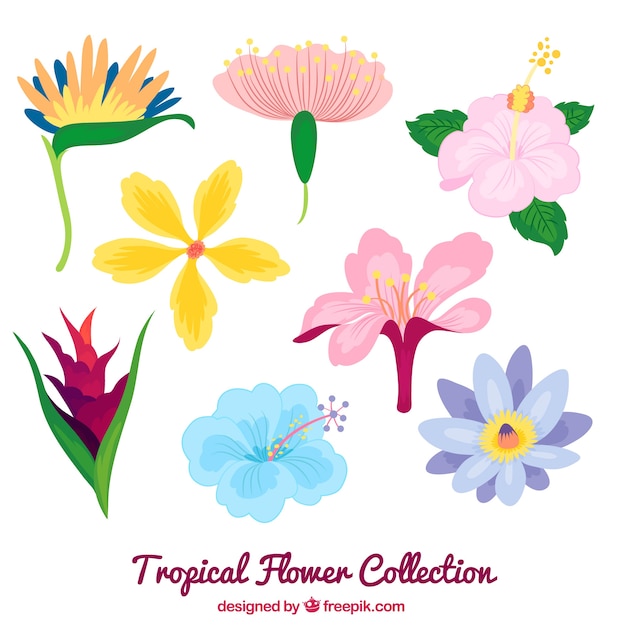 カラフルな手描きの熱帯花パック 無料のベクター