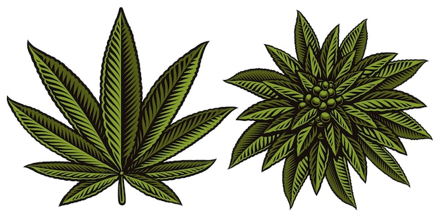 大麻のカラフルなイラストは 白い背景の上の葉します プレミアムベクター