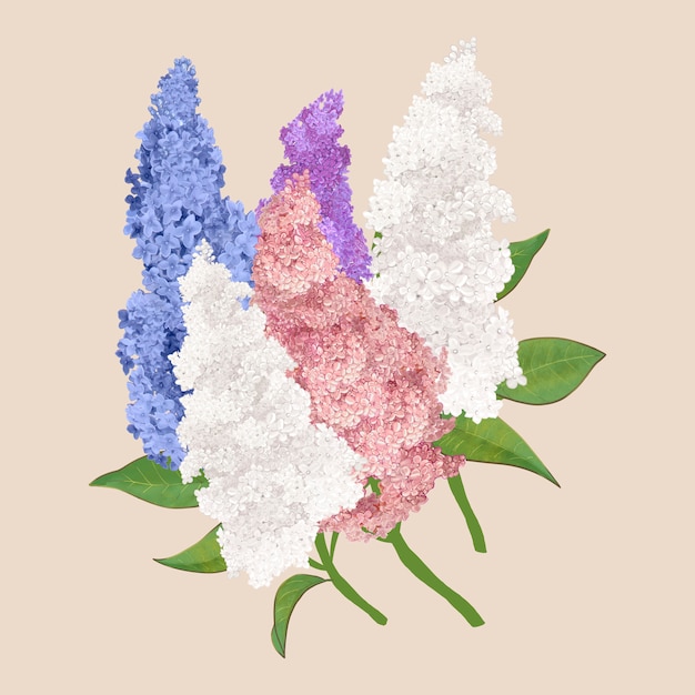 Free Vector | Colorful lilac flowers