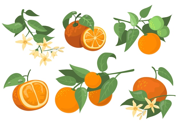 カラフルなオレンジ色の枝と花のフラットアイテムセット オレンジ みかん みかんの孤立したベクトルイラスト集を描く漫画 柑橘系の果物と木の概念 無料のベクター