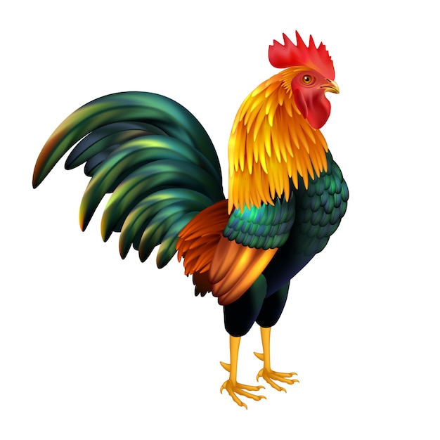 free-vector-colorful-realistic-rooster