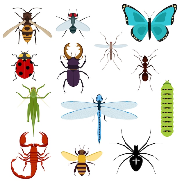 Premium Vector | Colorful top view insects icons with bee, grasshopper ...