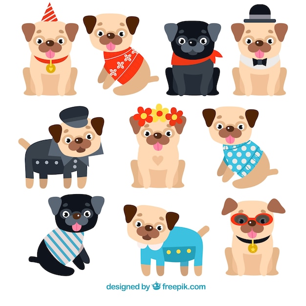 Colorful variety of funny pugs