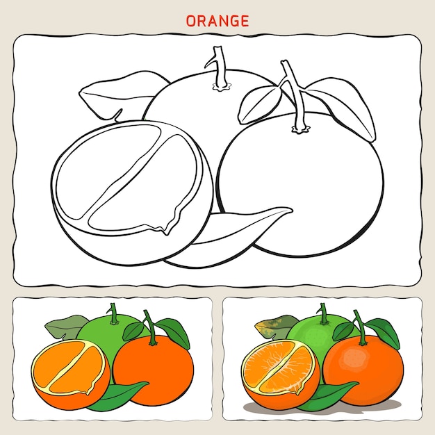 Premium Vector Coloring Page Of Orange With Two Samples Coloring