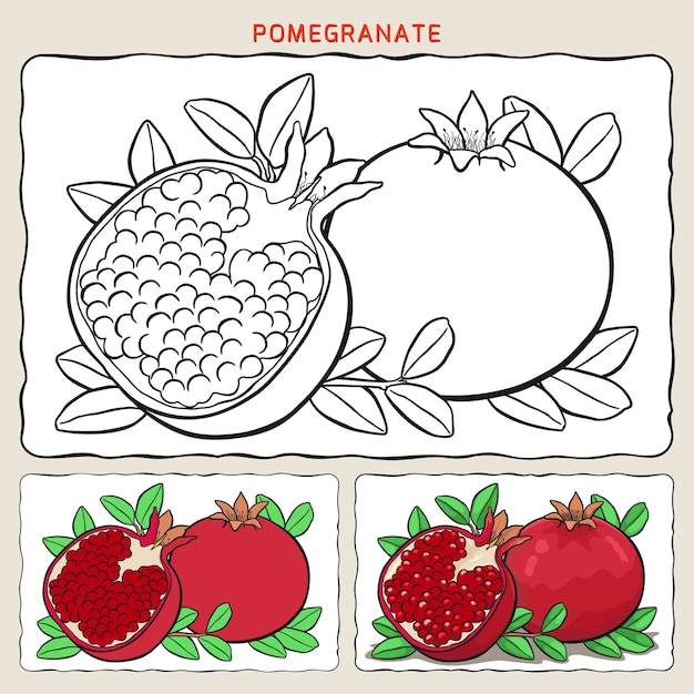 Premium Vector | Coloring page of pomegranate with two samples coloring