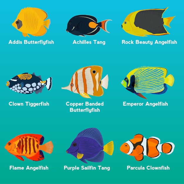Coloured fishes collection