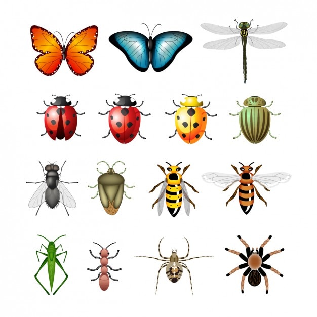 Coloured insects collection