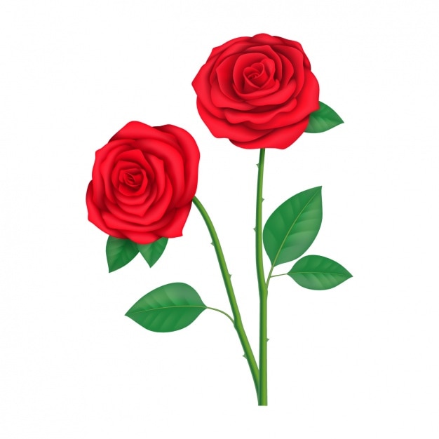Download Coloured roses design | Free Vector