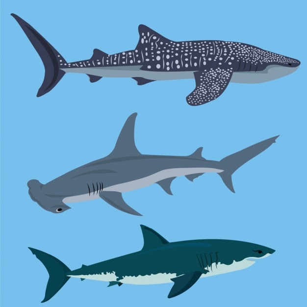Coloured sharks collection