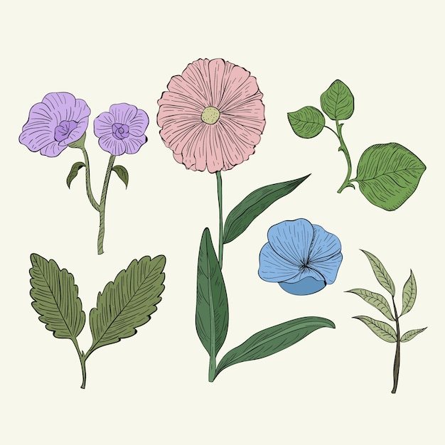 Colourful botanic herbs in vintage style Free Vector