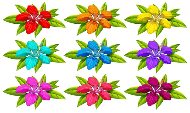 Premium Vector | Colourful flowers