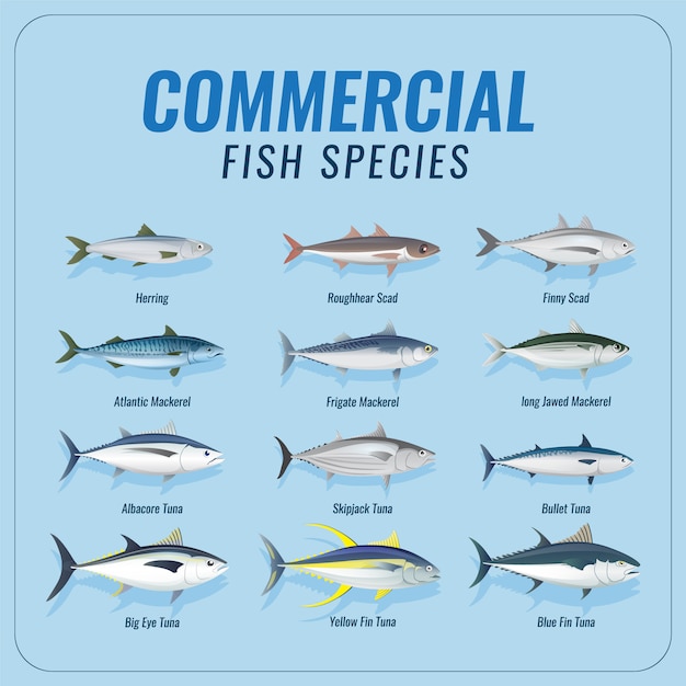 Premium Vector | Commercial fish species collection set