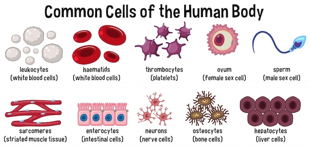 Premium Vector Common cells of the human body