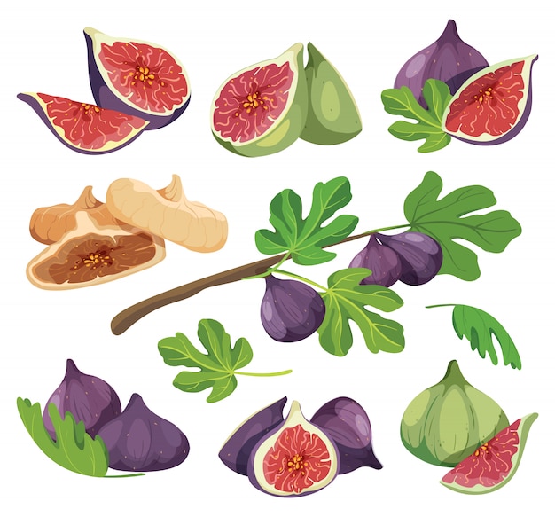 Premium Vector Common fig with leaves. collection of detailed