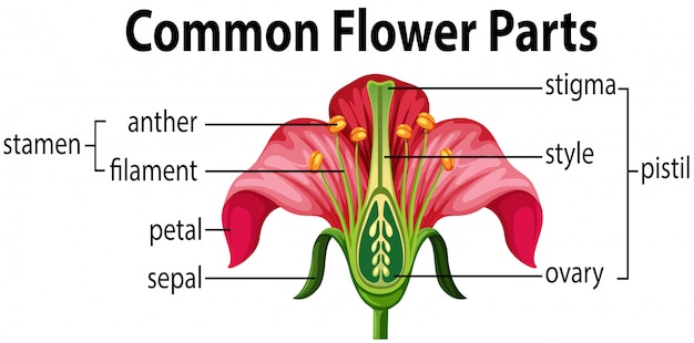 What Are The Parts Of A Flower With Diagram