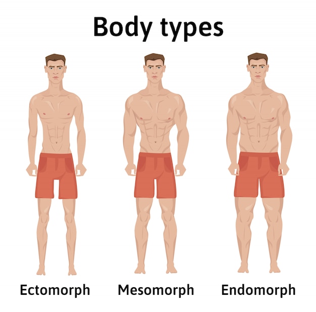 ecto mesomorph body type