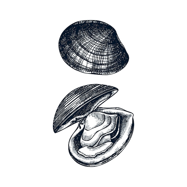 大西洋ホッキ貝のイラストを調理しました 食用軟体動物 貝やシーフードレストランの要素 手描きの白い背景の上のアサリのスケッチ プレミアムベクター