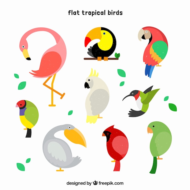 Cool set of tropical birds