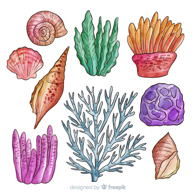 Download Coral collection Vector | Free Download