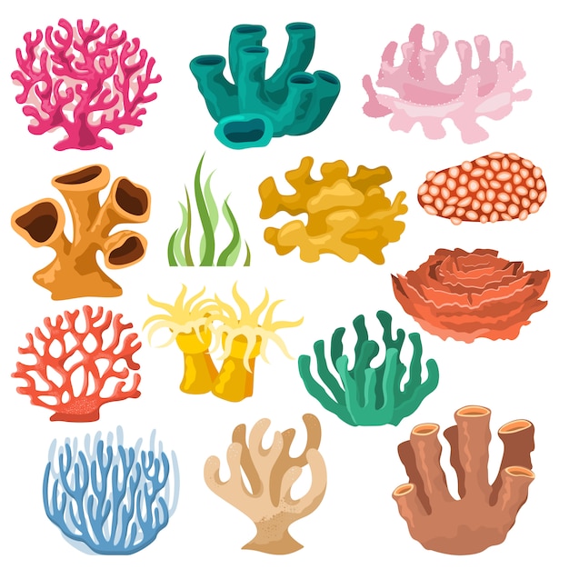 Premium Vector | Coral sea coralline or exotic cooralreef undersea ...
