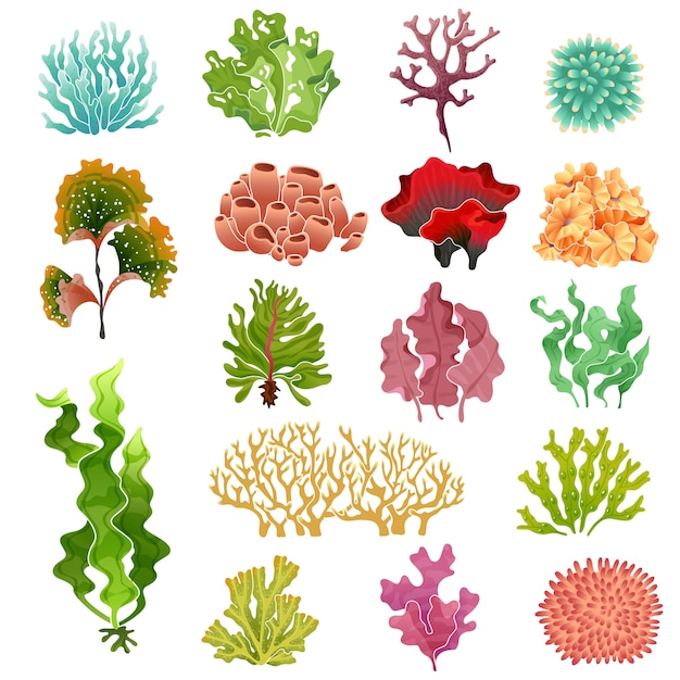 Coral and seaweed set | Premium Vector