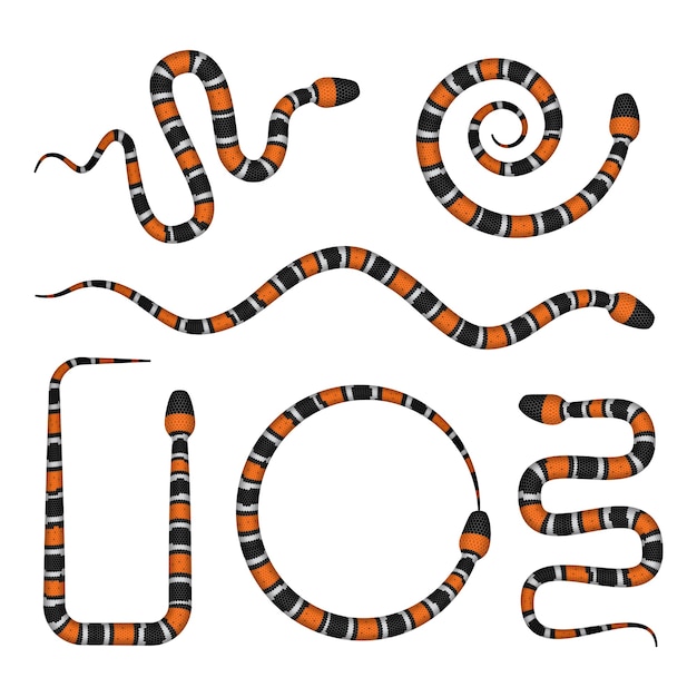 Premium Vector Coral snakes set