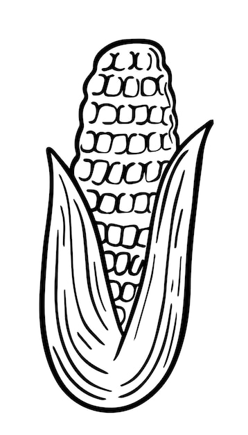 Premium Vector | Corn on the cob doodle linear