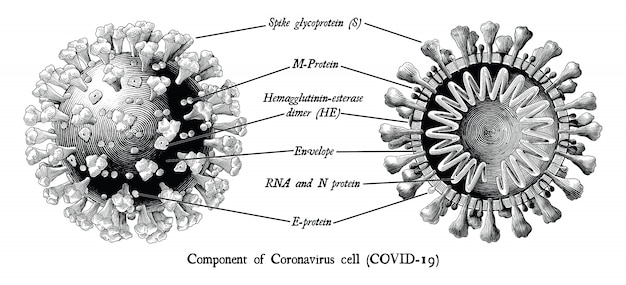 コロナウイルス病19 Covid 19 分離されたイラストビンテージスタイルの黒と白のクリップアートを彫刻コロナウイルス細胞のコンポーネント プレミアムベクター