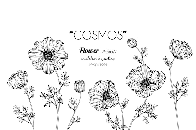 Download Premium Vector | Cosmos flower drawing illustration