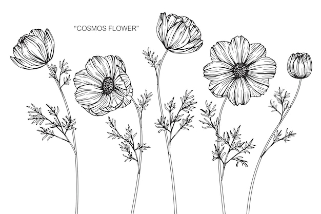 Premium Vector | Cosmos flower drawing illustration