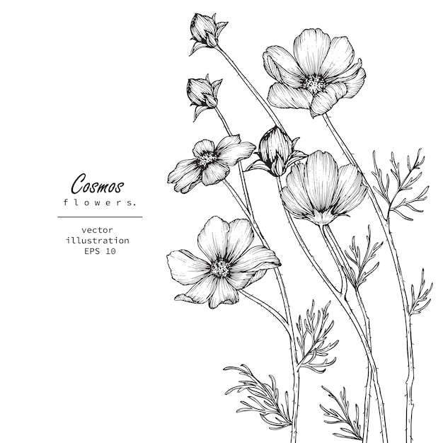 Cosmos flower drawings | Premium Vector
