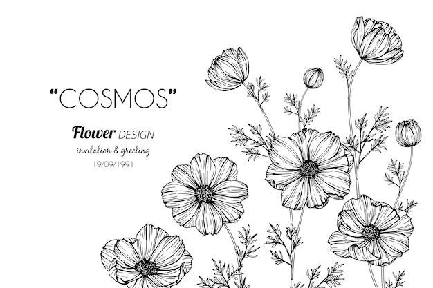 Download 81+ Flowers Cosmos Coloring Pages PNG PDF File - Free SVG