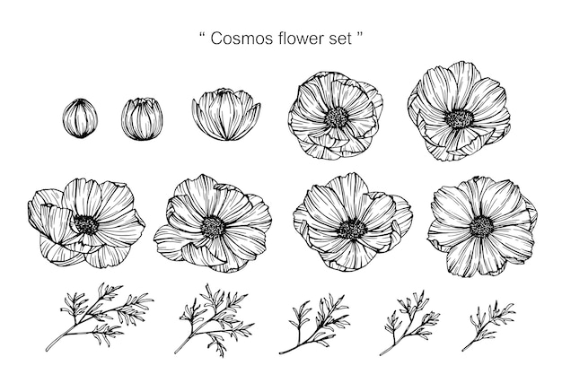 Premium Vector | Cosmos flower