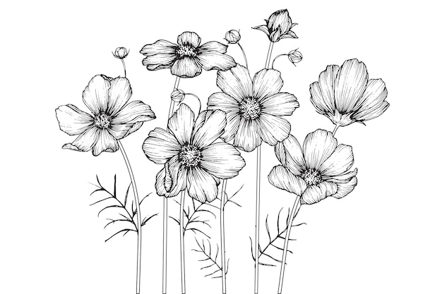 Cosmos flowers and leaf drawings Vector | Premium Download