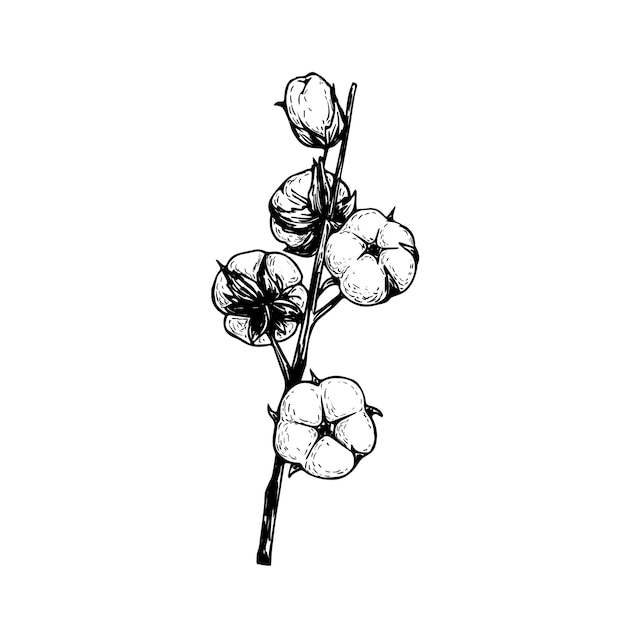 綿の花の枝 ナチュラルエココットンの手描きスケッチスタイルイラスト ヴィンテージ刻印 白い背景の上の植物アート プレミアムベクター
