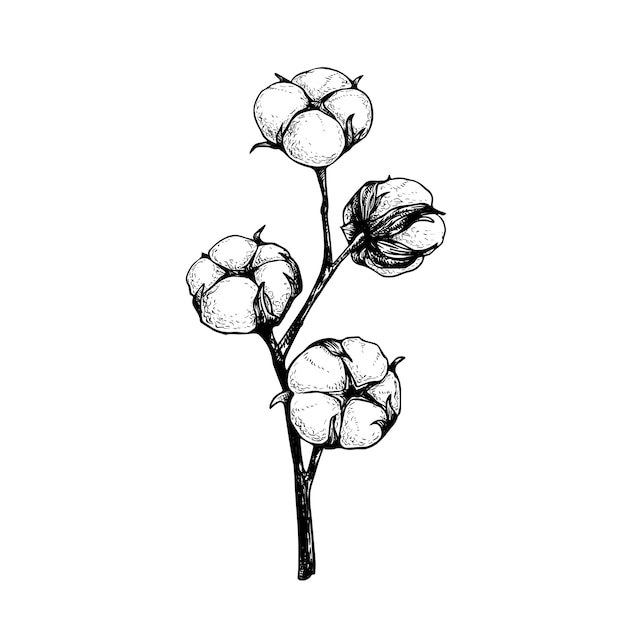 ふわふわの芽と綿の花の枝 ナチュラルエココットンの手描きスケッチスタイルイラスト ヴィンテージ刻印 白い背景の上の植物アート プレミアムベクター