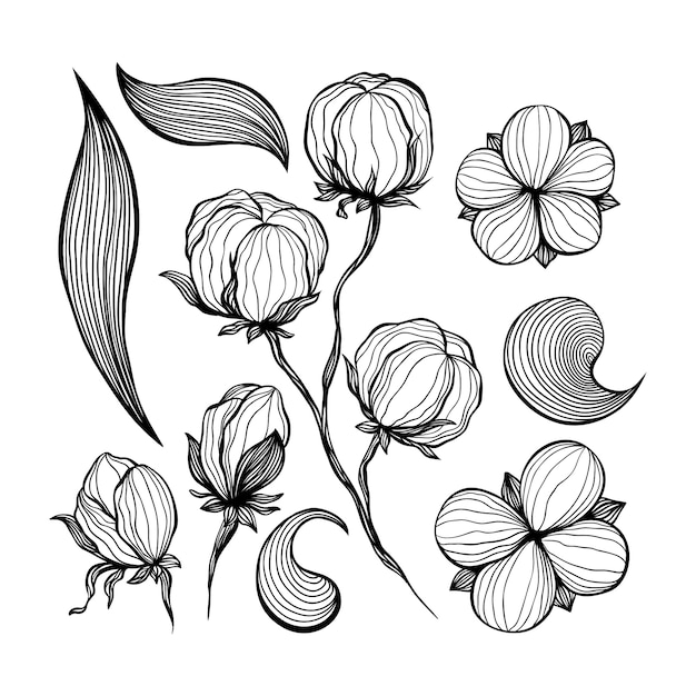 Cotton flowers abstract line art contour drawings. Free