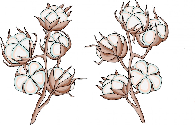 コットンの花の枝ベクトルイラスト プレミアムベクター
