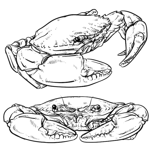 Premium Vector Crab Drawing On White Background