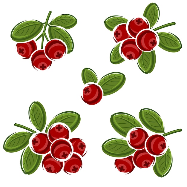 Premium Vector Cranberry Set Collection Icon Cranberry Vector