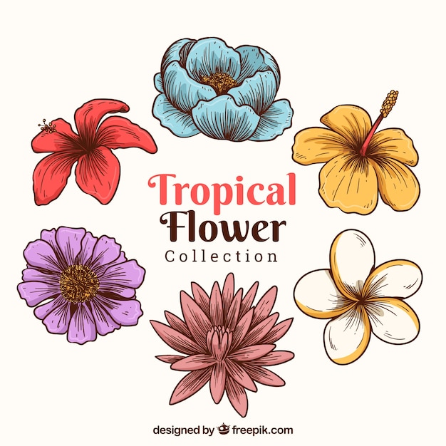 Creative hand drawn tropical flower pack
