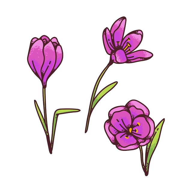 クロッカスピンクのサフランの花の春のサフランは デザインのグリーティングカードに設定されています 概略スケッチイラスト プレミアムベクター