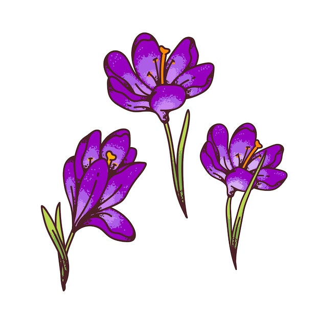 クロッカス紫の花春のサクラソウは デザインのグリーティングカードに設定されています 概略スケッチイラスト プレミアムベクター
