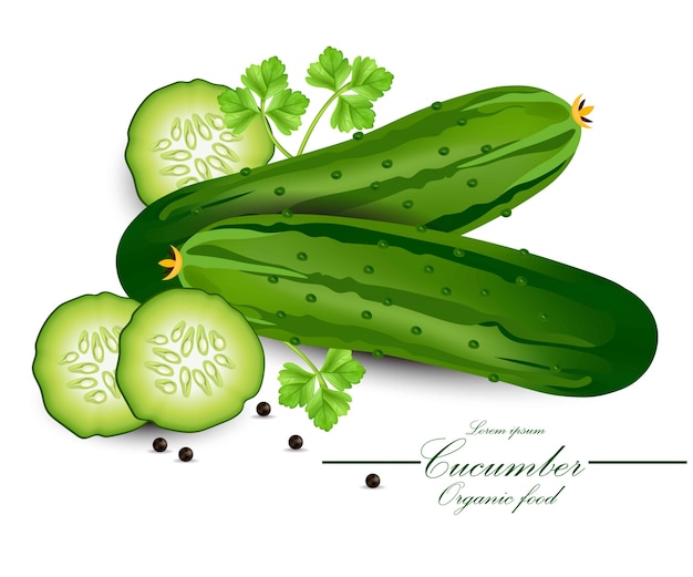 Cucumber Realistic Vector Organic Detailed Vegetable Backgrounds