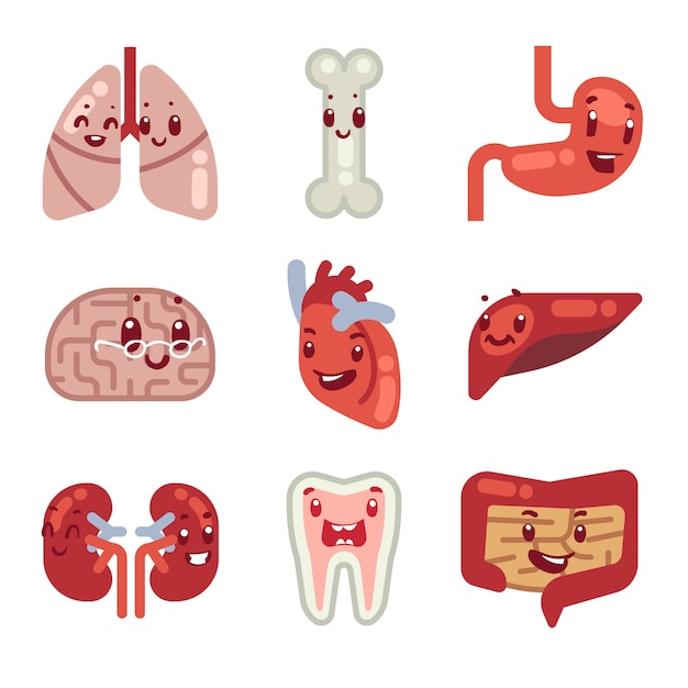 Cute cartoon internal organs vector icons Vector Premium Download