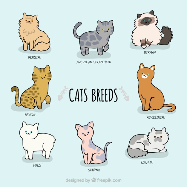 Premium Vector | Cute cat breeds in sketchy style